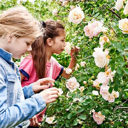 Vandrerhjem Hostel Agger Vandrerhjem *
